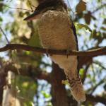 Newcastle - Blackbutt Reserve 